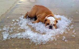 beat the heat, dog days of summer